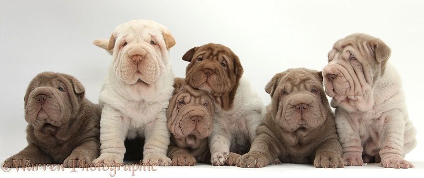 Six Shar Pei pups