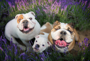 Download wallpapers english bulldog, family, cute dogs, pets, lavender, dogs