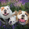 Download wallpapers english bulldog, family, cute dogs, pets, lavender, dogs