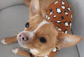 EDDIE THE CHIHUAHUA | Cute Dog on Instagram: “Got a boop for a boy in a cute hoodie?⁠ ⁠ Hope you've got a good weekend planned.⁠ We did a walkie today, plus a BATH 🛁🙊⁠…”