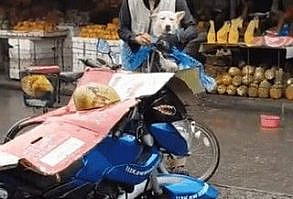 Elderly man making sure his dog won’t get wet : HumansBeingBros