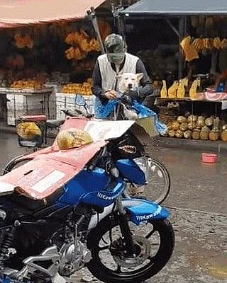 Elderly man making sure his dog won’t get wet : HumansBeingBros