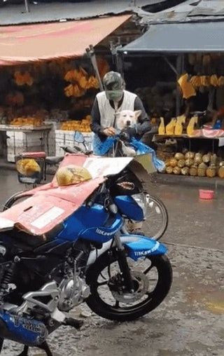 Elderly man making sure his dog won’t get wet : HumansBeingBros