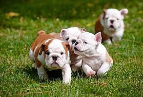 Size: 24x16in English Bulldog Puppies Playing OutdoorsWe have more otsphoto Posters. Choose from our catalog of over 500,000 posters! This image is from the Shutterstock collection.