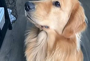 Enjoying icecream during this hot summer 😅 #funny #dog #icecream #cold #hot #summer