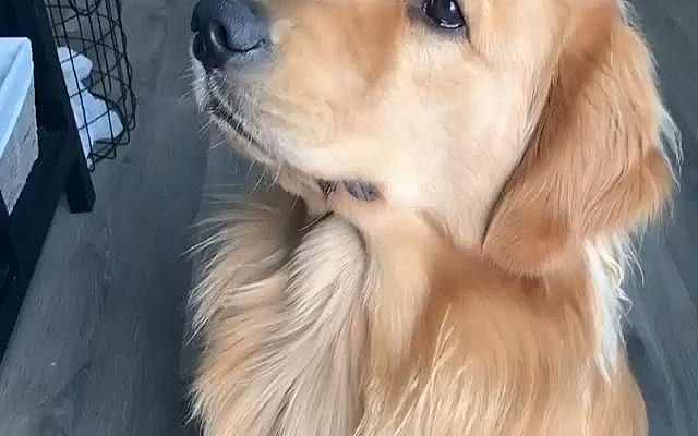 Enjoying icecream during this hot summer 😅 #funny #dog #icecream #cold #hot #summer