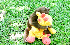 Even Sloths Love Giraffes! [X-Post /r/GiraffeGifs] ift.tt/2fm6lFF