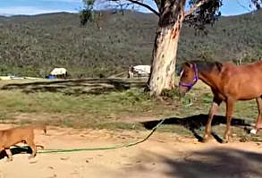Exuberant Puppy Takes Wild Horse For A Walk All By Himself And The Video Has Gone Viral