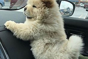 #furryfriends #cute #dog #puppies #pets #animals