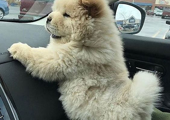 #furryfriends #cute #dog #puppies #pets #animals