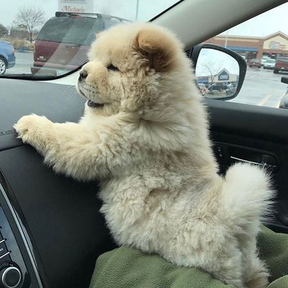 #furryfriends #cute #dog #puppies #pets #animals