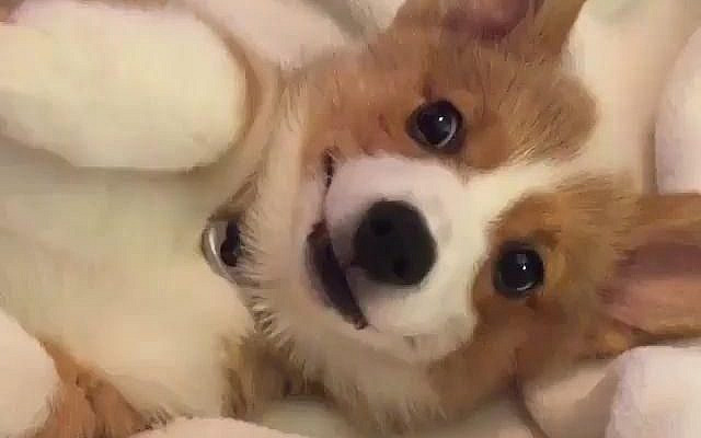 @dashthecorgi