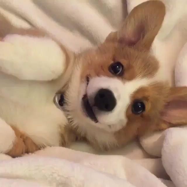 @dashthecorgi