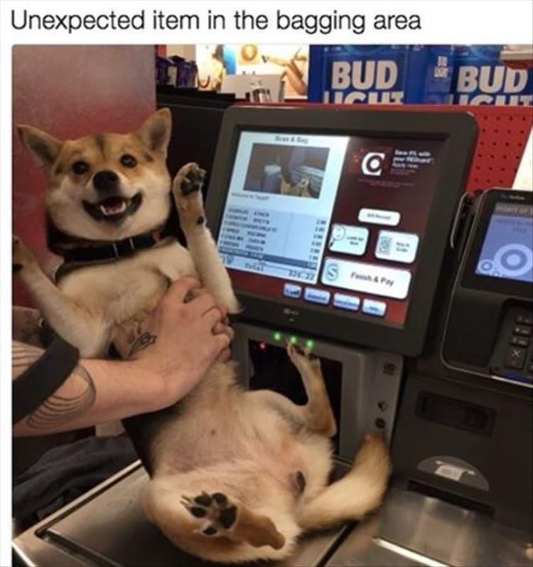 Funny Animal Picture Dump Of The Day 20 Pics