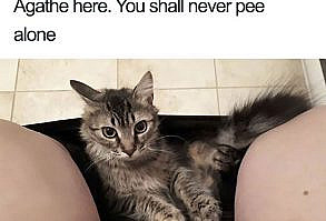 Funny-Cat-Shaming