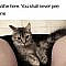Funny-Cat-Shaming