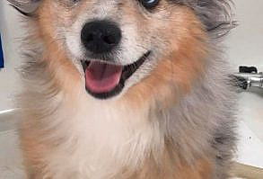 191 Hilarious Dog Snapchats That Are Impawsible Not To Laugh At (Part 4)