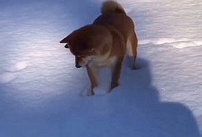 #shibainu #doge #dogecoin #dogvideos