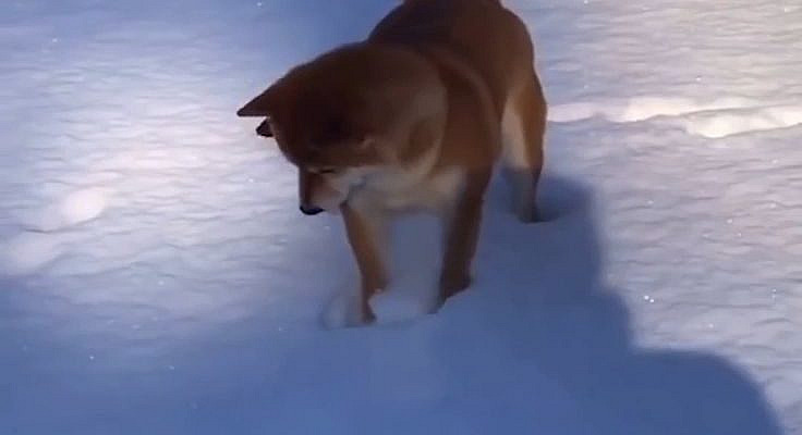#shibainu #doge #dogecoin #dogvideos