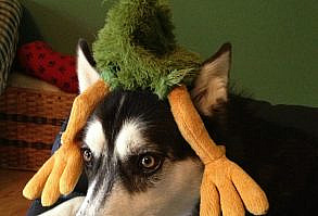 Funny Dog Videos: Dogs & Babies