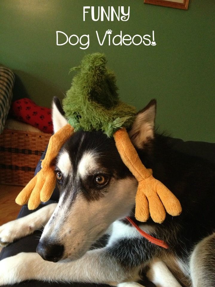 Funny Dog Videos: Dogs & Babies