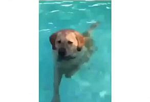 Funny Dog Videos and Memes on Instagram: “He is so relax .⁠ Follow @comicdoggos Follow @comicdoggos Follow @comicdoggos . ©️ DM for credits or removal . #labrador…”