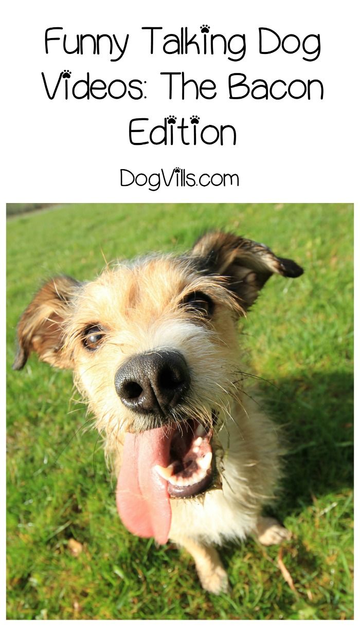 Funny Talking Dog Videos: These Pups Love Their Bacon!