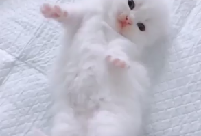 niye sallanıyon minik kedi