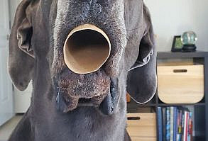 Gave Her A Toilet Paper Tube To Play With, And She Proceeded To Breathe Through It Like This For Over A Minute