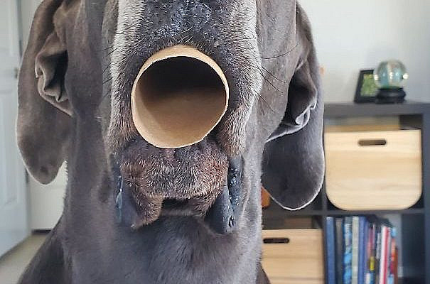 Gave Her A Toilet Paper Tube To Play With, And She Proceeded To Breathe Through It Like This For Over A Minute