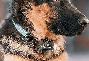 #dog #dogs #puppy #dogs #love #cute