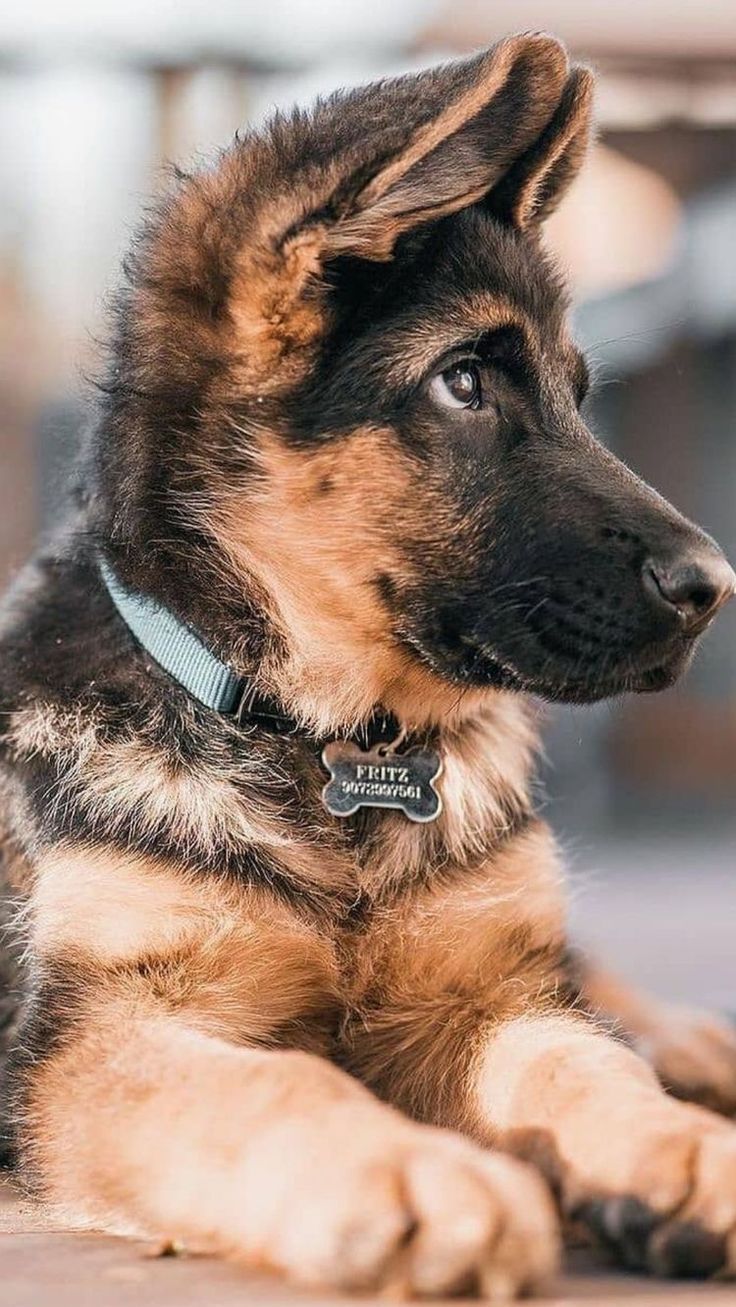 #dog #dogs #puppy #dogs #love #cute 