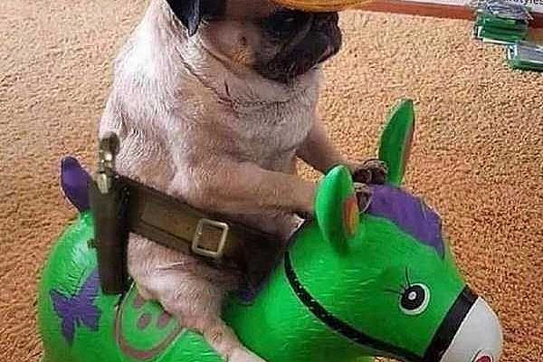 47 more pictures of funny animals that will make your day better.