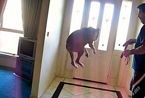 Get Ready To Laugh Out Loud When His Owner Says “Walk”