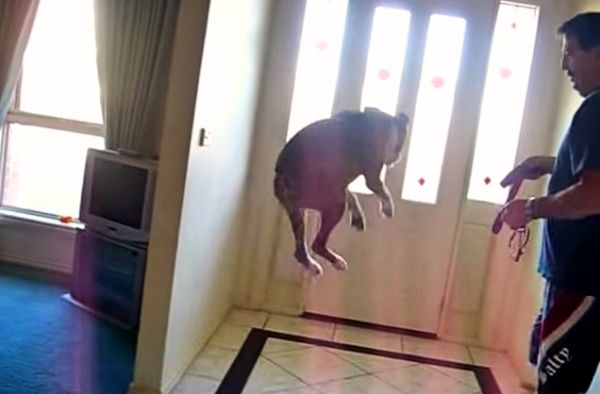 Get Ready To Laugh Out Loud When His Owner Says “Walk”