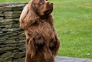 It is important to have dogs who are not only good apartment dogs but who also get along well with other dogs.