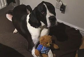 Great Dane Refuses to Part with Teddy Bear