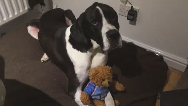 Great Dane Refuses to Part with Teddy Bear