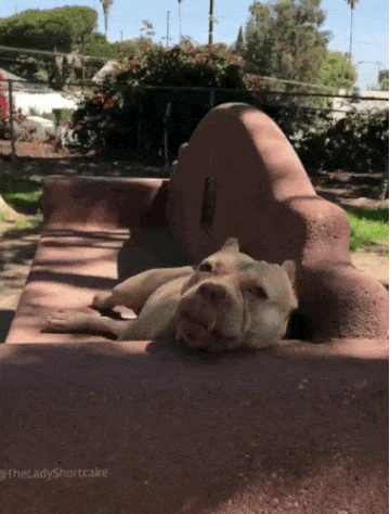 Here's 21 Reasons To Prevent You From Getting A Pit Bull