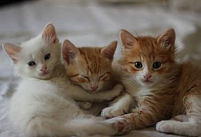 Hermanitos by Cnsuelo Pizarro, via Flickr.com