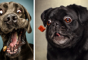 Hilarious Expressions Of Dogs Trying To Catch Treats In Mid-Air | Bored Panda