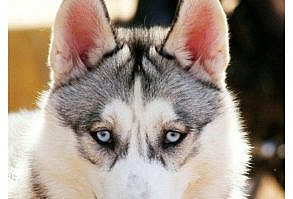 What happens when you leave a bored husky home alone? He gets artistic all over your house! Check out this epic