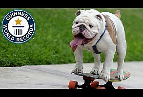 Have you ever wondered how to train an English Bulldog to ride a skateboard? The short answer is,