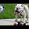 Have you ever wondered how to train an English Bulldog to ride a skateboard? The short answer is,
