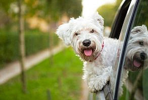 How to Travel Safely With Pets