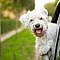 How to Travel Safely With Pets
