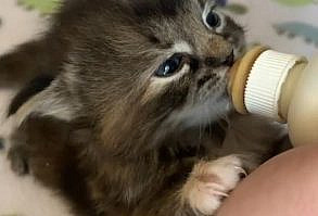 The cutest cats and kitties videos that will make your day better! We update videos every day #CatMemes #CuteKitties #CuteCats