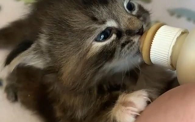 The cutest cats and kitties videos that will make your day better! We update videos every day #CatMemes #CuteKitties #CuteCats