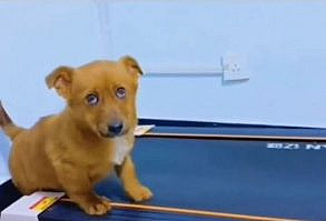 #hundevideos #pfotengut