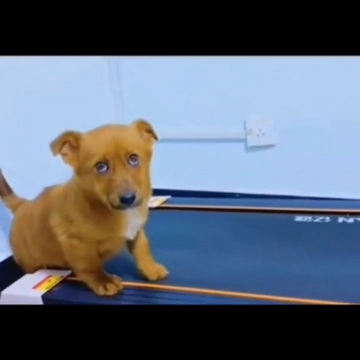 #hundevideos #pfotengut